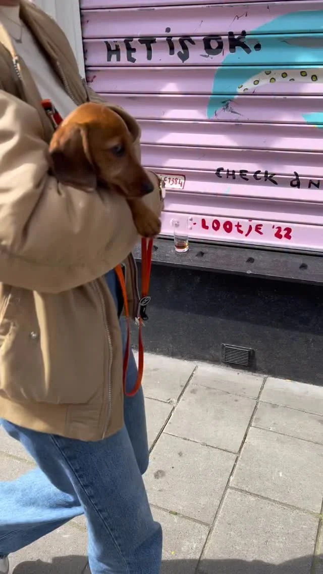 Alleen het allerbeste voor Charlie 🐶🧡🧡 Charlie is de hond van mijn zus @isabelle.estie. Elke week pas ik op Charlie. Aankomende tijd gaan we over op de maaltijden van @butternutbox.nl. Vers bereid en makkelijk te bewaren in de vriezer en koelkast. De eerste maaltijd (🐔) ging er al goed in. 

Wil jij ook een doos van Butternox uitproberen? Reageet BOX en dan ontvang je mijn kortingscode voor 25% korting op je 2 dozen! 🦴

Geen content over beleggen deze video, maar als je mij een beetje kent weet je dat ik dol ben op deze trouwe viervoeters. En het beste voer voor je hond? Dat wil elk hondenbaasje 🧡🐶

#gifted #hondenvoer #butternut #butternutbox #money #hond #dogs #dogsofinstagram #dachshund #teckel #sausagedogs #sausagedogpuppy